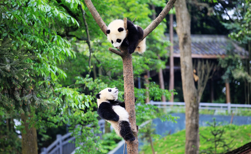 ca88手机客户端(安卓/苹果)CA88会员登录入口